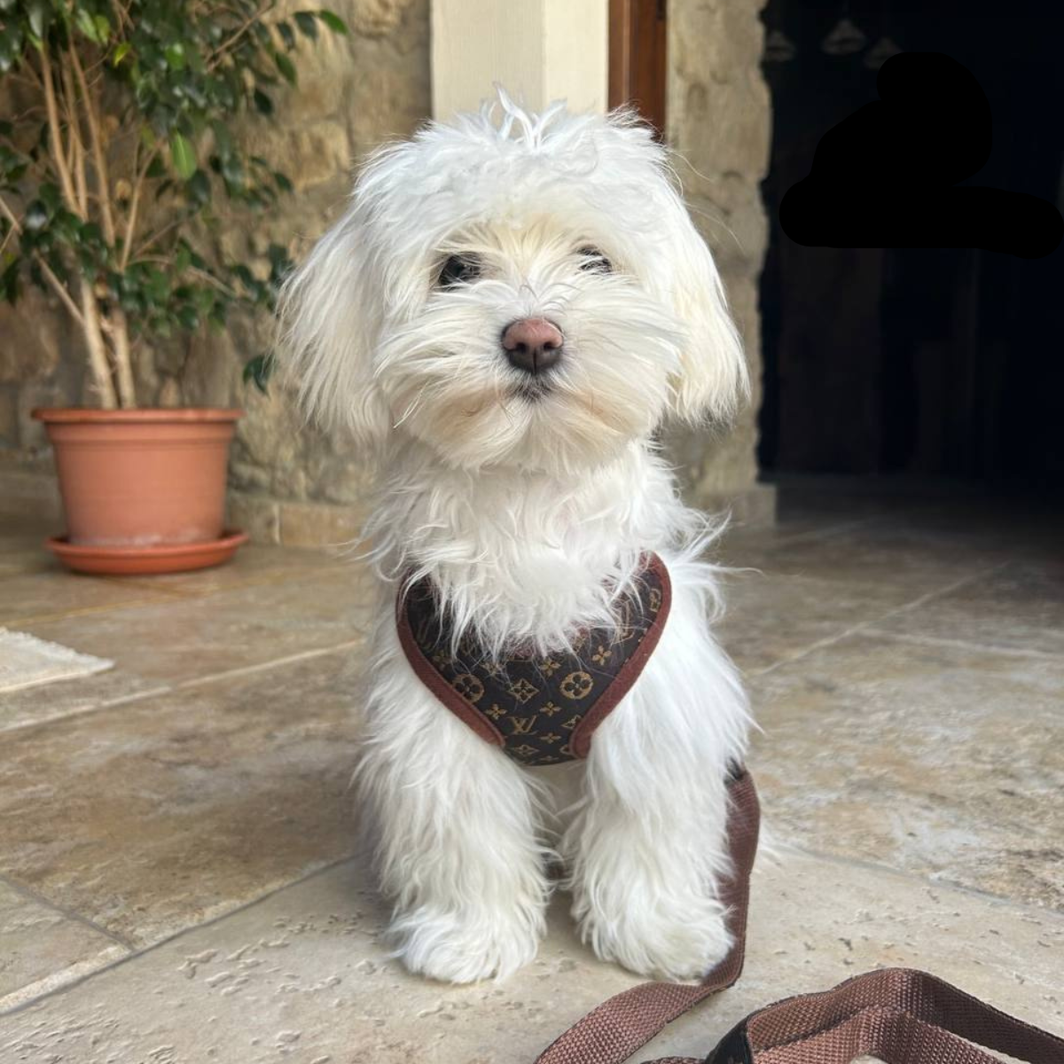 Dog Harness and Leash Set - Comfortable No-Pull Pet Vest