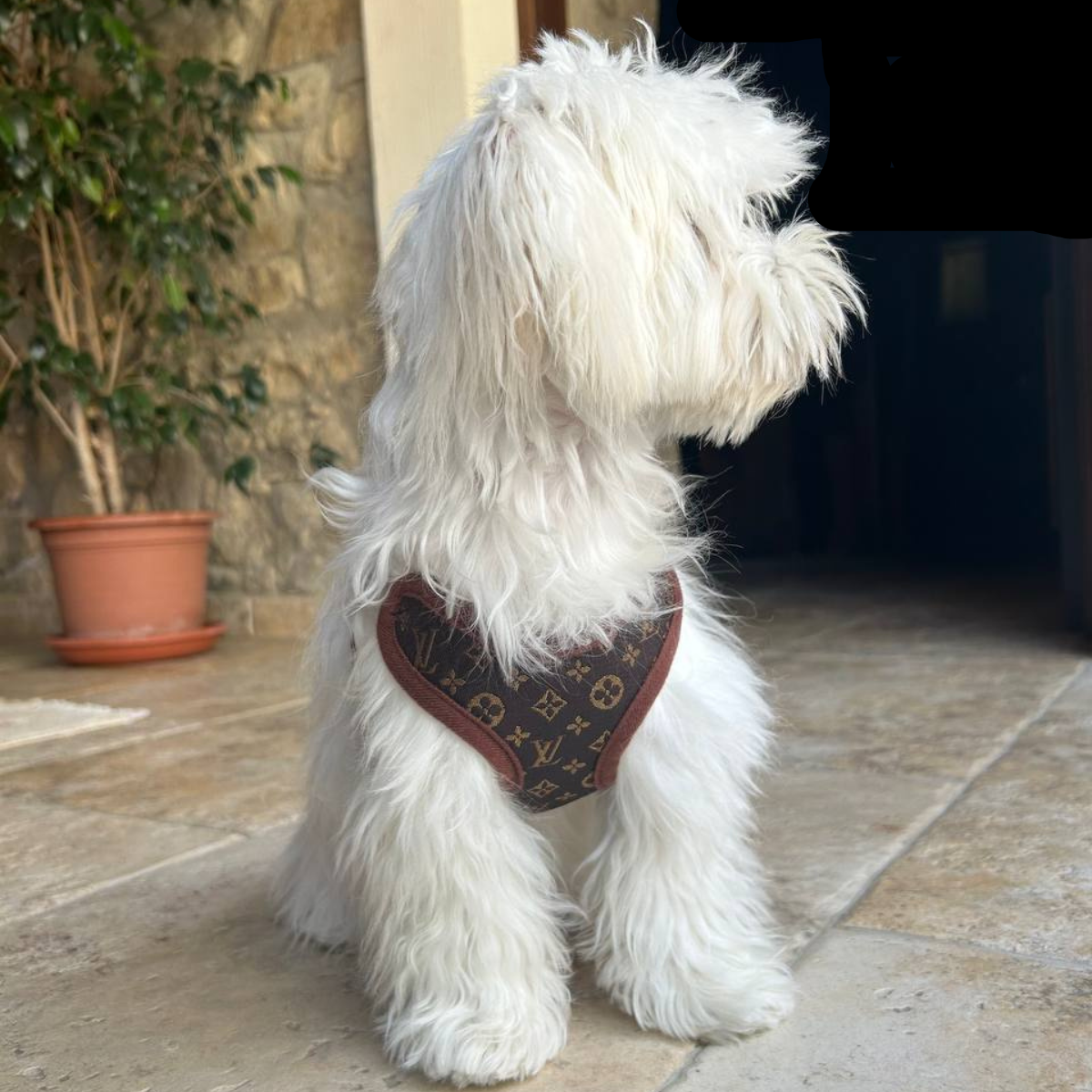 Dog Harness and Leash Set - Comfortable No-Pull Pet Vest