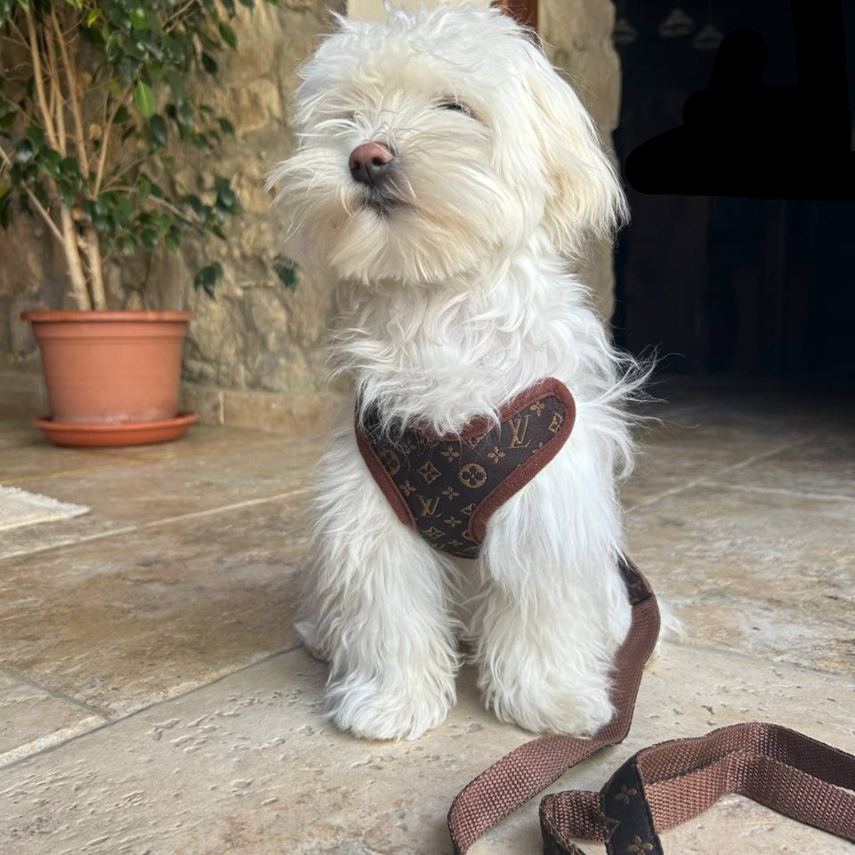 Dog Harness and Leash Set - Comfortable No-Pull Pet Vest