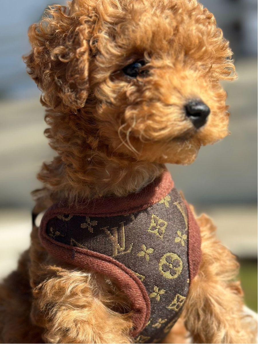Dog Harness and Leash Set - Comfortable No-Pull Pet Vest