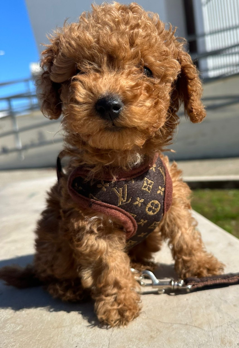 Dog Harness and Leash Set - Comfortable No-Pull Pet Vest