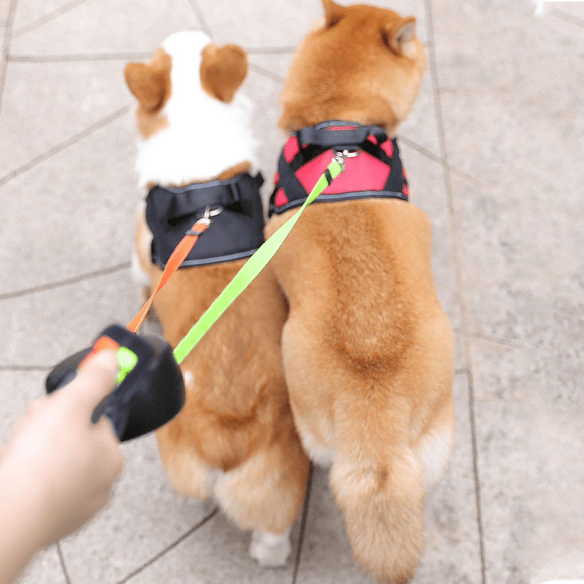 Tangle-Free Double Dog Leash with Flashlight